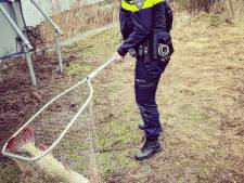 Politie West-Veluwe vangt niet alleen boeven... maar ook vis!