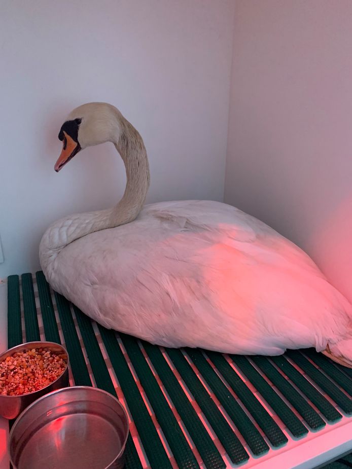 De Zaventemse zwaan verblijft nog enkele dagen bij een dierenarts.