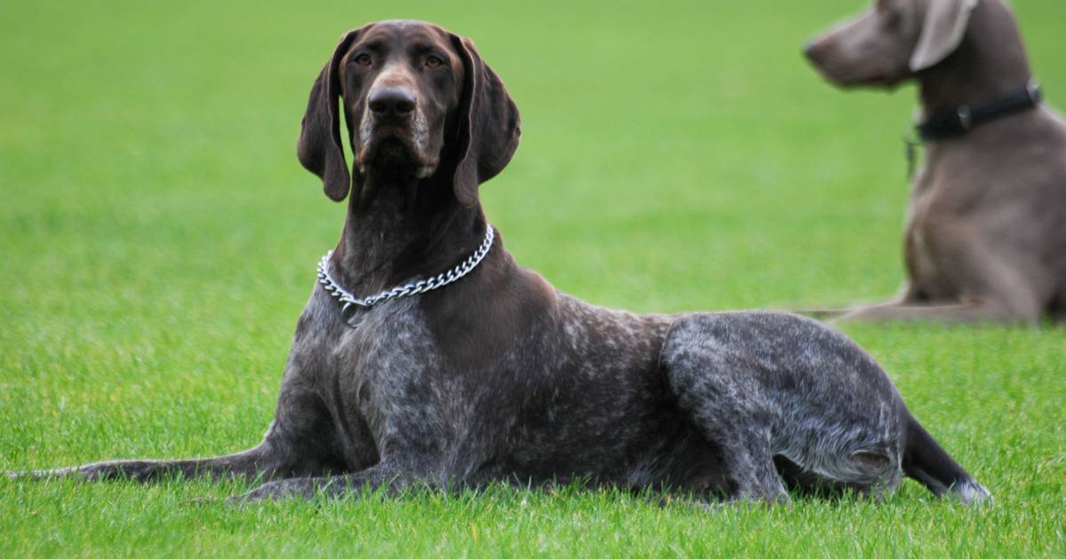 Jongetje 11 In Gezicht Gebeten Door Hond In Goirle Binnenland Ad Nl