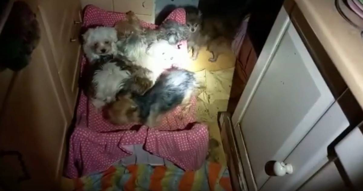 76 verwaarloosde honden in beslag genomen, maar eigenaar (59) heeft er opnieuw een aantal: ‘Ze biede