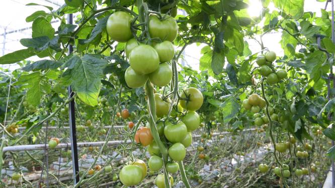 Woningen voor arbeidsmigranten tussen tomatenkassen in Hoeven: ‘Pure noodzaak’
