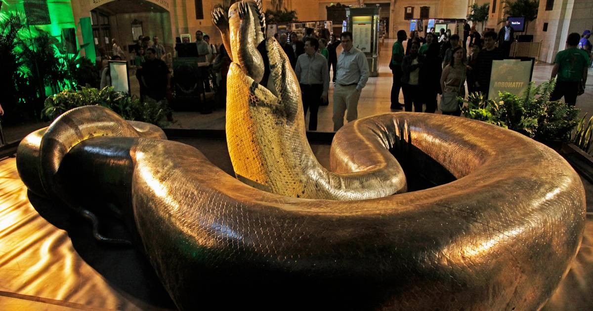 deelnemer audit bijwoord Prehistorische slang woog 1 ton en was 14 meter lang | Dieren | hln.be