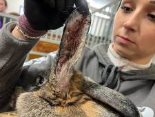 Deux associations sauvent 70 animaux d'un charnier à Courtrai