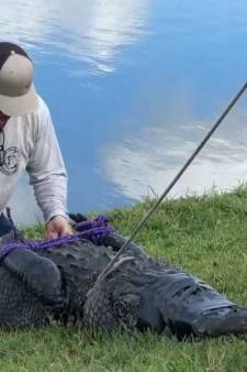 Alligator in Florida sleept 85-jarige vrouw het water in terwijl ze haar hond uitlaat