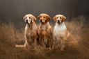 Linsey haalt alles uit de kast om de honden zo goed mogelijk op de foto te krijgen.