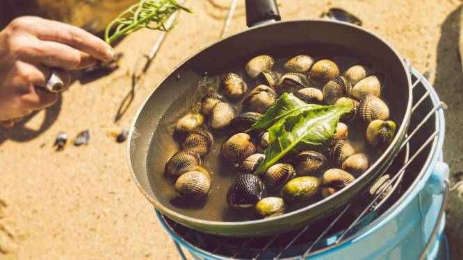 Zeevruchten in de Waddenzee en langs de Zeeuwse kust: 'Je heb zo een maaltje bij elkaar’