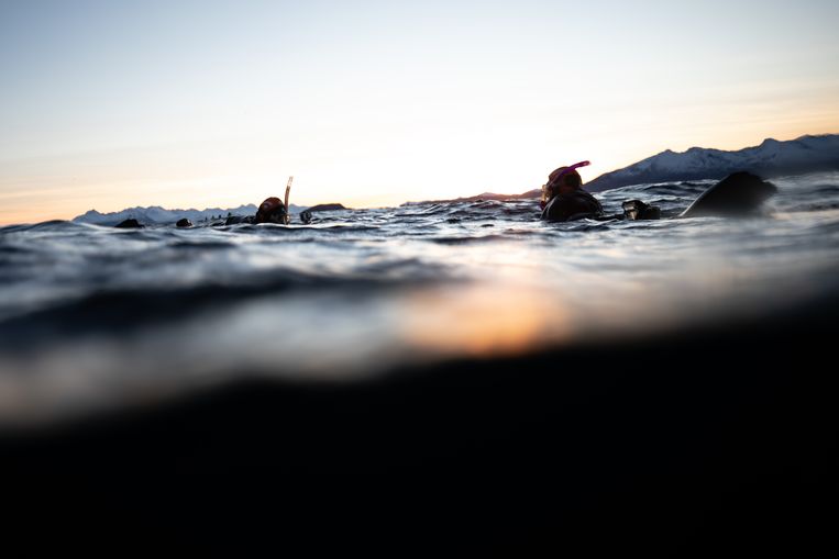 Zwemmen tussen de orka’s bij Tromsø (Noorwegen).  Beeld Emma Khan