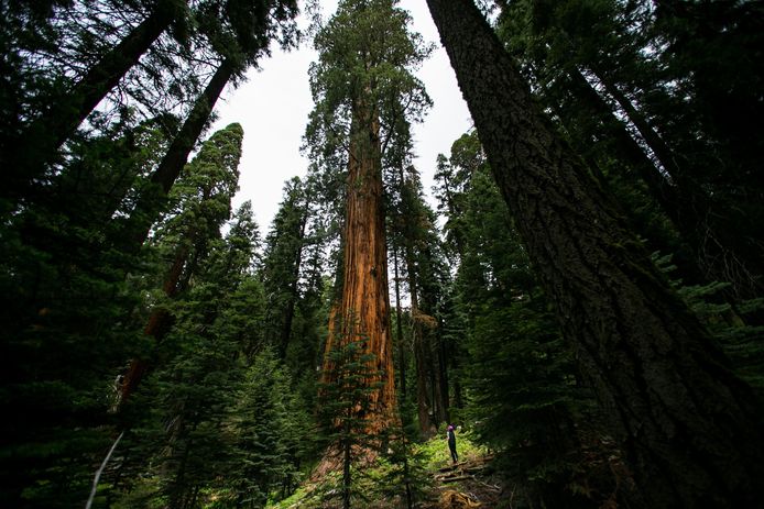 Illustratiebeeld van een Sequoia