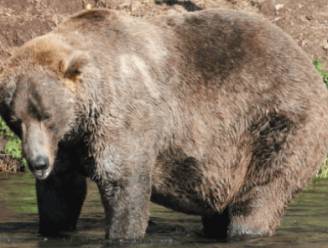 Bruine beer 480 Otis wint ‘Fat Bear Week' en wordt bekroond tot dikste beer 