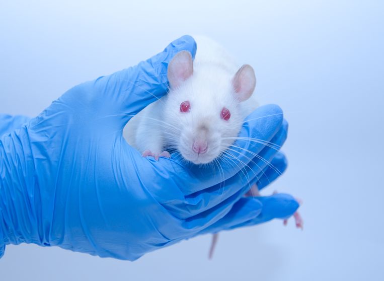 In de Europese Unie worden jaarlijks gemiddeld 10 miljoen proefdieren gebruikt voor onderzoek en onderwijs, waaronder veel muizen en ratten. Beeld Getty Images