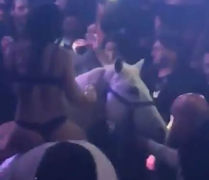 Het paard in de club in Miami op videobeelden geschoten door een bezoeker.