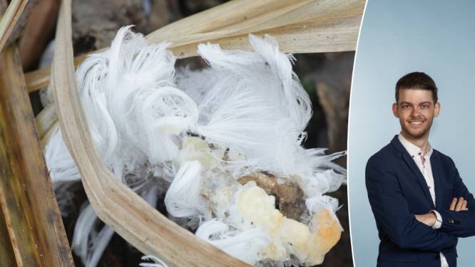 Uitdaging voor je volgende boswandeling: spot het zeldzame ‘ijshaar’