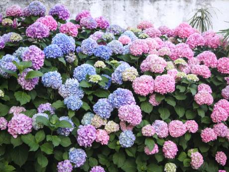 Met deze bloemen en planten in de tuin beperk je hooikoorts