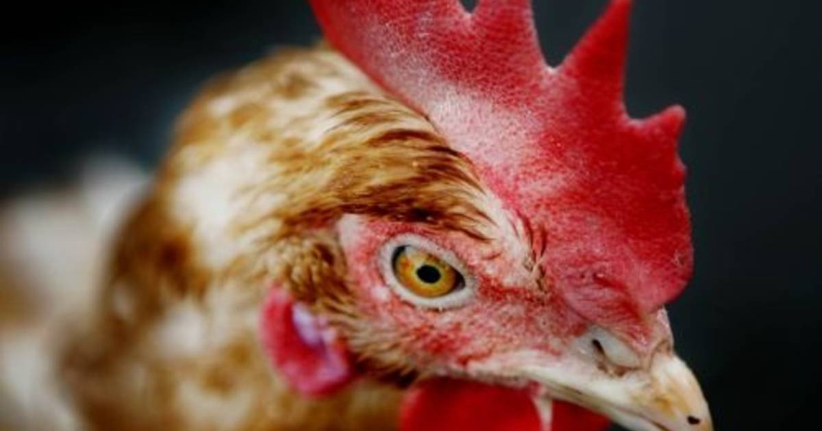 Intensief kippenbedrijf Meliskerke renoveert