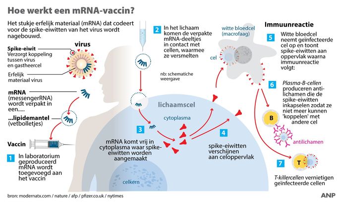 Hoe werkt een mRNA-vaccin? Schematische weergave werking vaccins tegen Covid-19 van Pfizer BioNTech en Moderna