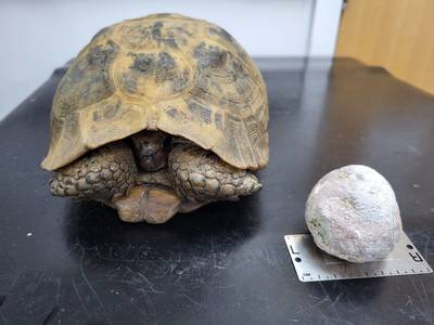 Schildpad Joey (82) laat blaassteen groter dan tennisbal verwijderen