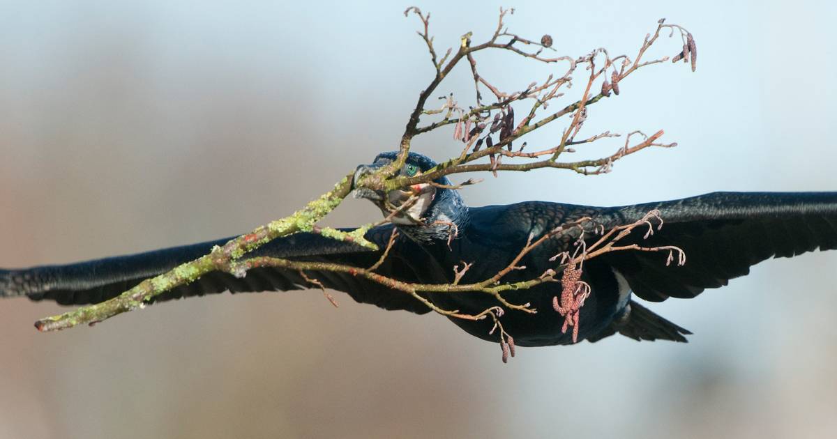 ’s Nachts vogels tellen in De Wieden ‘Zo hoor je de roerdomp en de kwartelkoning goed