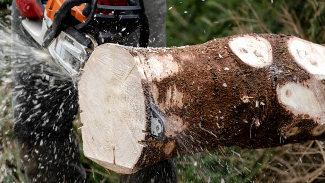 71 bomen in Voorthuizen moeten tegen de vlakte