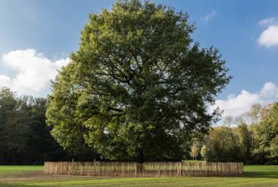 Basiscursus over bomen bij IVN Asten-Someren