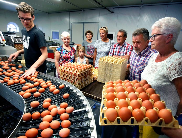 Foto ter illustratie. Boeren krijgen ongeveer tachtig cent voor tien middelgrote eieren, terwijl de consument in de supermarkt voor hetzelfde aantal eieren 2,24 euro afrekent.