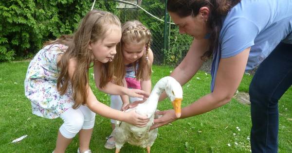 Teeffelense boerengans Donald met 42 jaar 'extreem oud' (video) - BD.nl