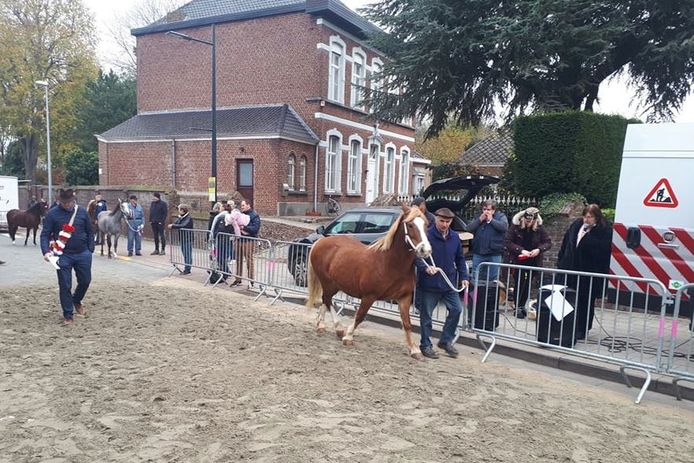 Donderdagochtend werden tijdens de Winterjaarmarkt van Sint-Lievens-Houtem stamboekpaarden gekeurd.