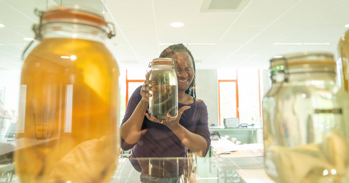 Ashram College verhuist naar nieuw gebouw: ‘Je hoeft niet meer te ...