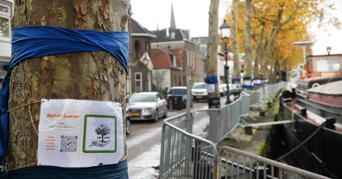 800 handtekeningen tegen kap bomen in Vreeswijk, daarna werd het stil: kunnen ze nog gered worden?