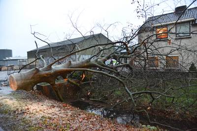 Grote boom valt tegen huis in Prinsenbeek: ‘Daar word je echt wel wakker van’