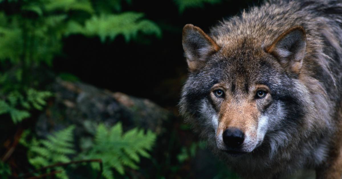 Wolf gezien in De Heurne: ‘Als we niet geremd hadden, hadden we hem aangereden’.