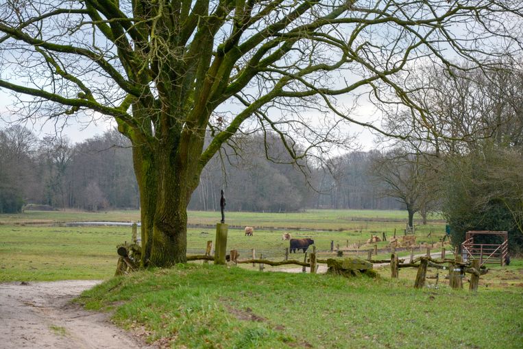 null Beeld 
