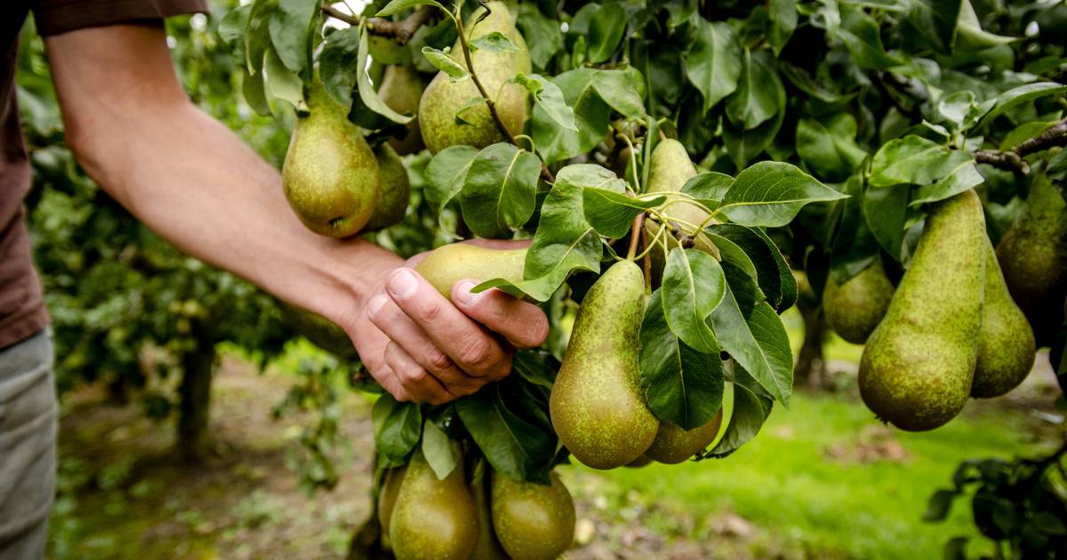 Fruitteler krijgt geen vergunning omdat bomen te dicht bij woningen staan - Provinciale Zeeuwse Cour