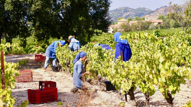 Franse wijn-nonnen in de Provence: ‘Wijn speelt een belangrijke rol in de Bijbelse cultuur’