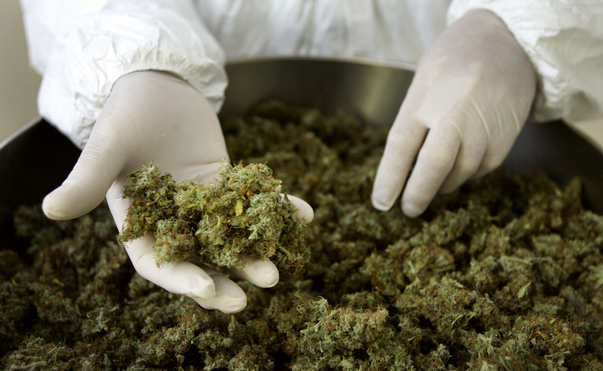 Nadat de hars van de planten gedroogd en gezeefd is blijft er duizend kilo hasj over. De verkoop levert hem jaarlijks meer dan drie miljoen euro op. Beeld ANP XTRA
