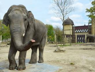 Droevig nieuws uit Bellewaerde: olifant Tunga plots overleden