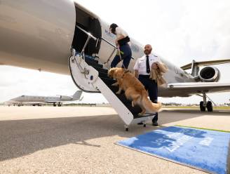 Overvloed aan snoepjes en kalmerende muziek: nieuwe luchtvaartmaatschappij biedt hondvriendelijke vluchten aan