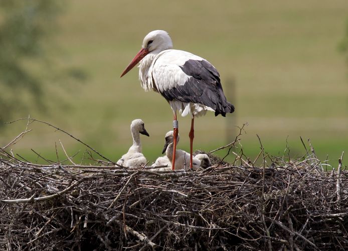 Een ooievaar met haar jonge kuikens op het nest.