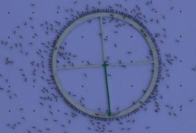 Mieren bij een houten rad. Beeld Nature Communications