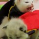Batman en Superman als kittens (filmpje)