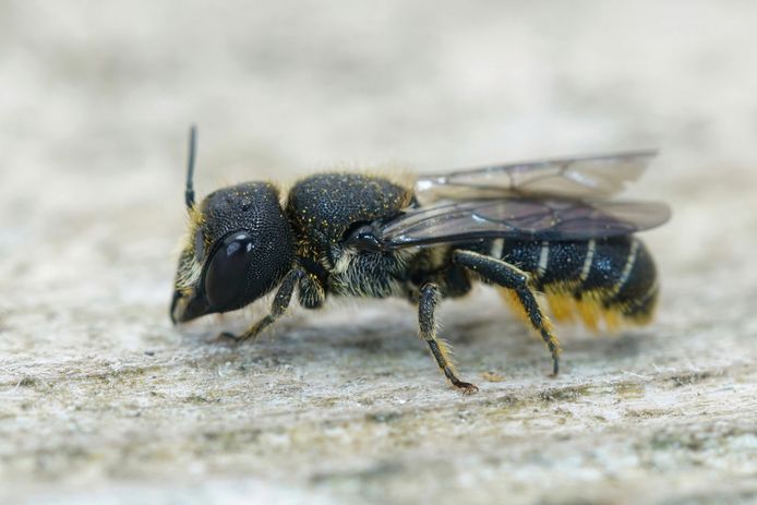 Tronkenbijen zijn overwegend kleine, zwarte bijtjes met lichtgekleurde haarbandjes op het achterlijf.