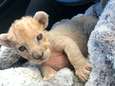 Franse douane ontdekt leeuwenwelpje in autowerkplaats