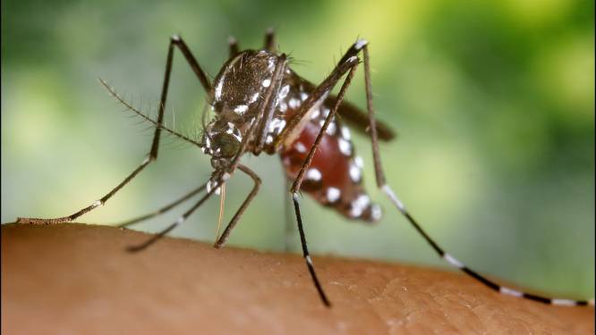 Zo houd je de muggen van je lijf: alle tips van onze lezers