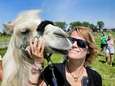 Liefde nodig? Ga in knuffeltherapie met kameel Einstein: ‘Daar kan geen psychiater tegenop’