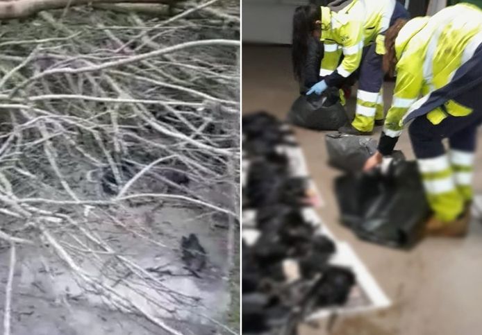 De dierenambulance in Groningen kreeg de schrik van hun leven toen ze na een melding van een omgevallen boom ruim 80 dode kraaien aantroffen.