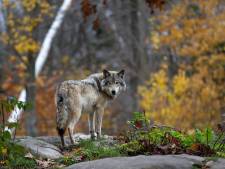 Jagen op de Veluwe mag doorgaan, ondanks komst van de wolf