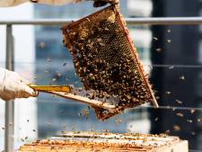 Amsterdamse strijd tegen honingbijen: registratiesysteem en verplichte vergunning