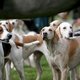De hond zoals wij hem kennen ontstond in Europa