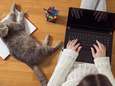 Waarom je kat zo graag op je spullen gaat liggen