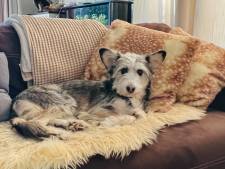 Zoektocht in Olst naar hond Caya nog steeds in volle gang: ‘We doen alles wat we kunnen’