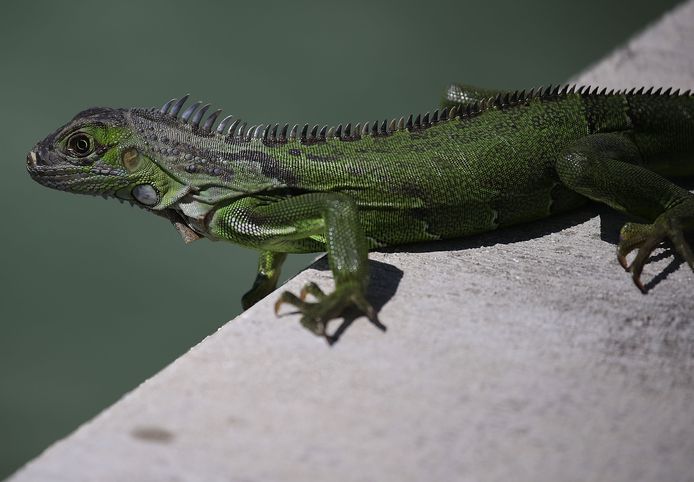 De reptielen duiken op in zwembaden en toiletten en richten, door hun gegraaf, schade aan wegen aan.